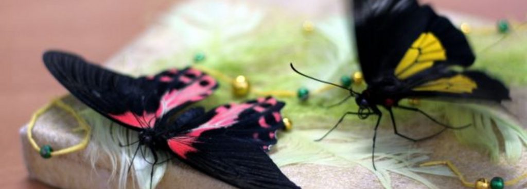 бабочки на открытке