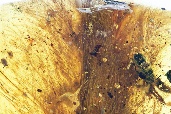 Хвост целурозавра в янтаре («Троицкий вариант» №10, 2019)