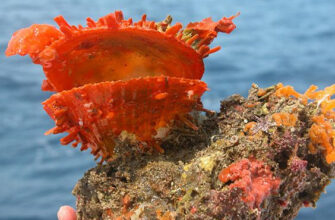 Оранжевая "дочь моря" - драгоценная раковина инков