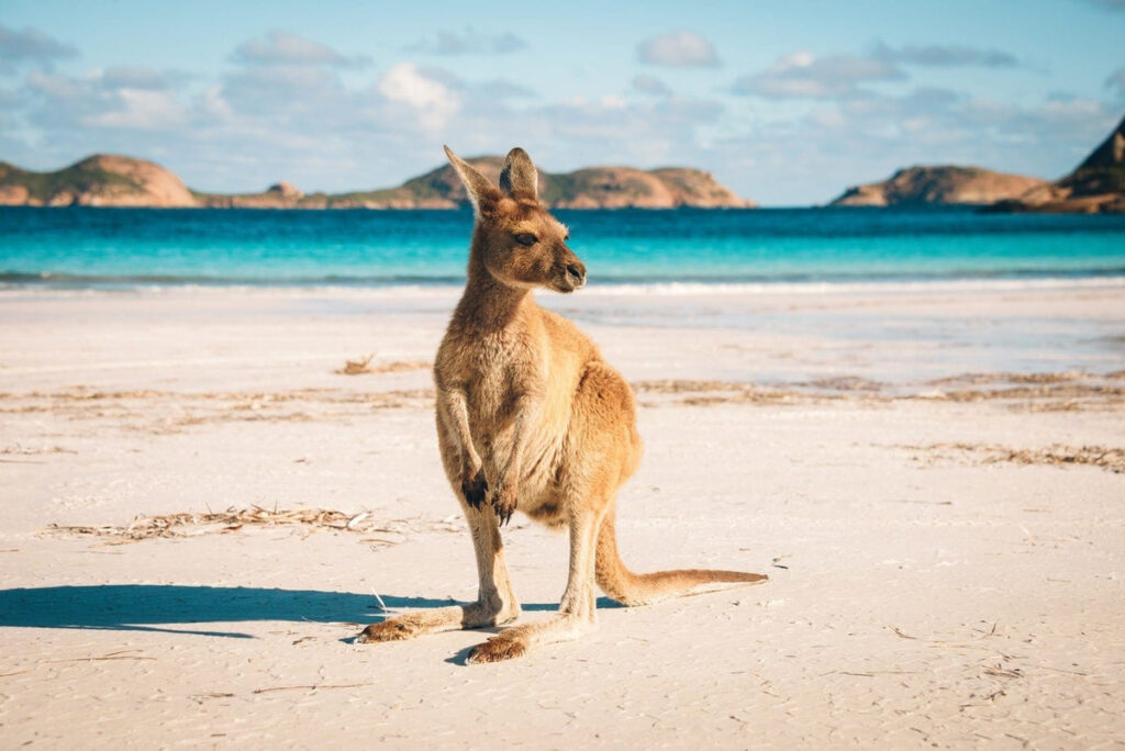 Как же не упомянуть кенгуру, говоря об Австралии! Они, кстати, встречаются чаще там, чем в России медведи 😸
