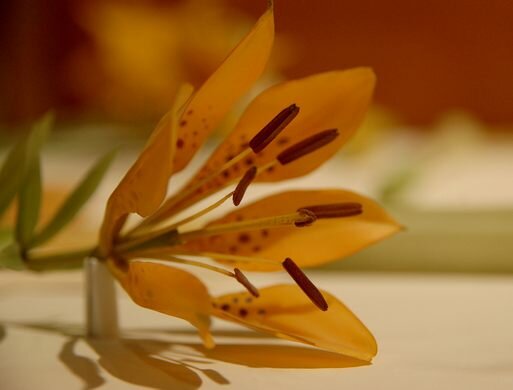 Стеклянные цветы Блашка. Фото из открытых источников 