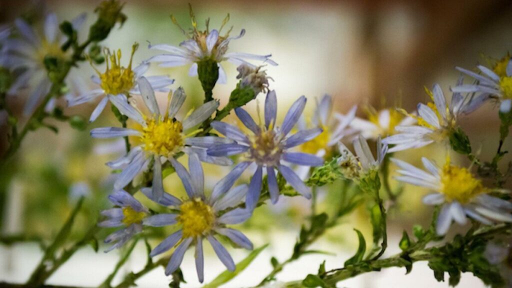 Стеклянные цветы Блашка. Фото из открытых источников 